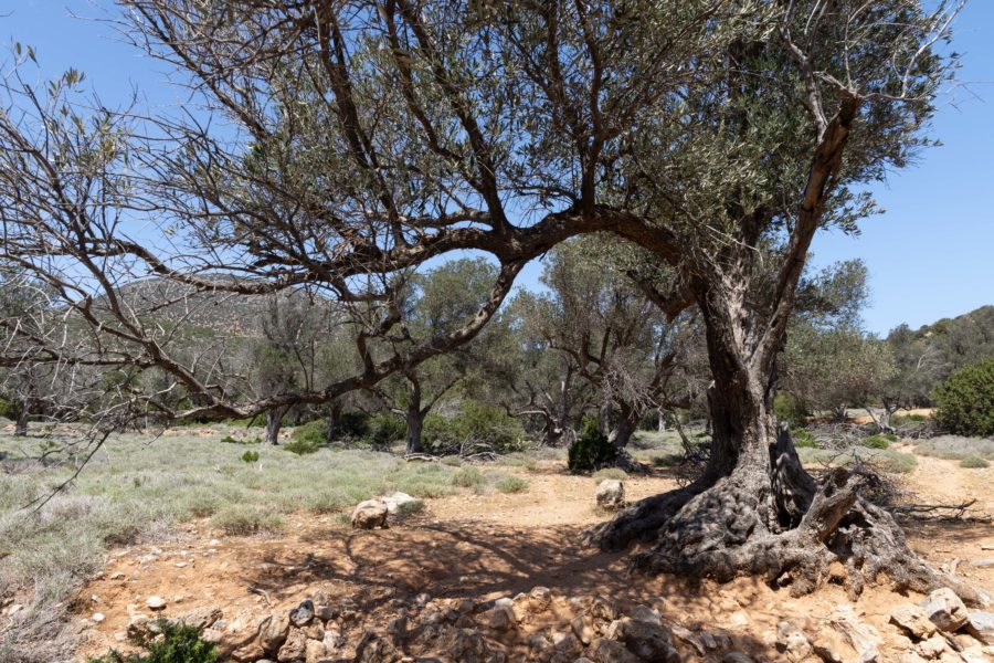 Randonnée parmi de grands oliviers à Sifnos