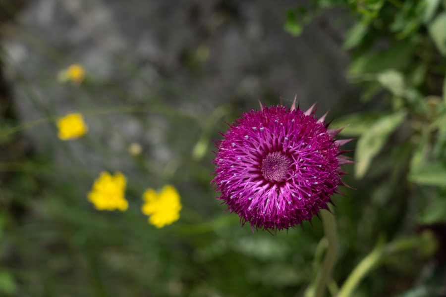 Chardon, grèce au printemps