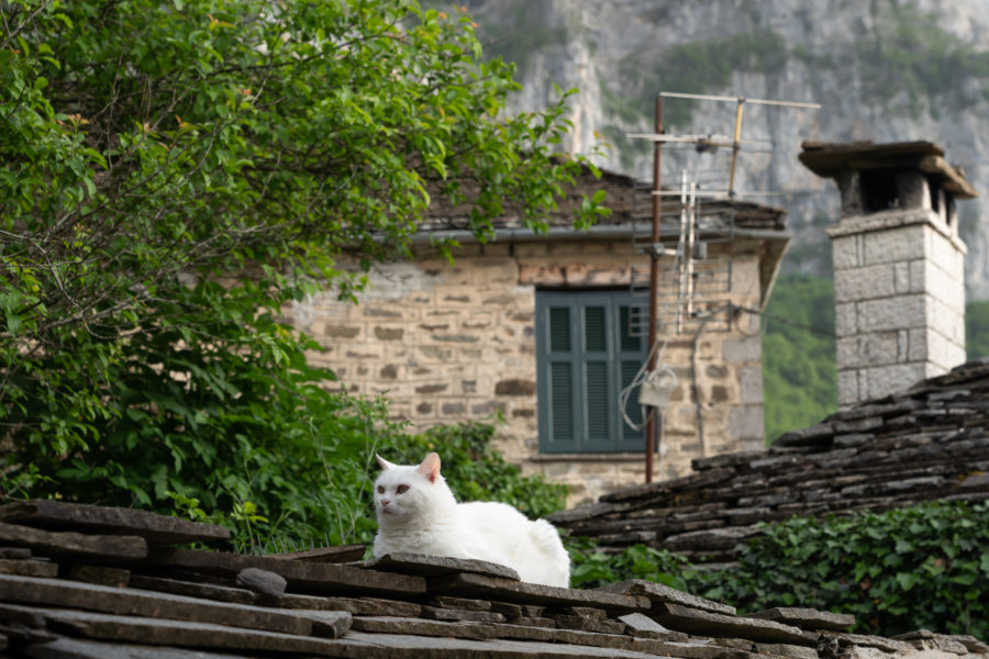 Chat sur un toit de maison à Mikro Papingo en Grèce