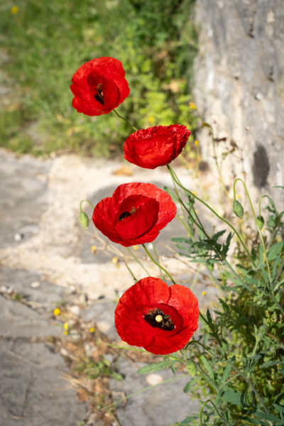 Coquelicots dans le village de Vikos en Grèce