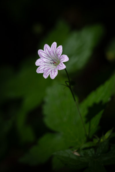 Fleur de géranium