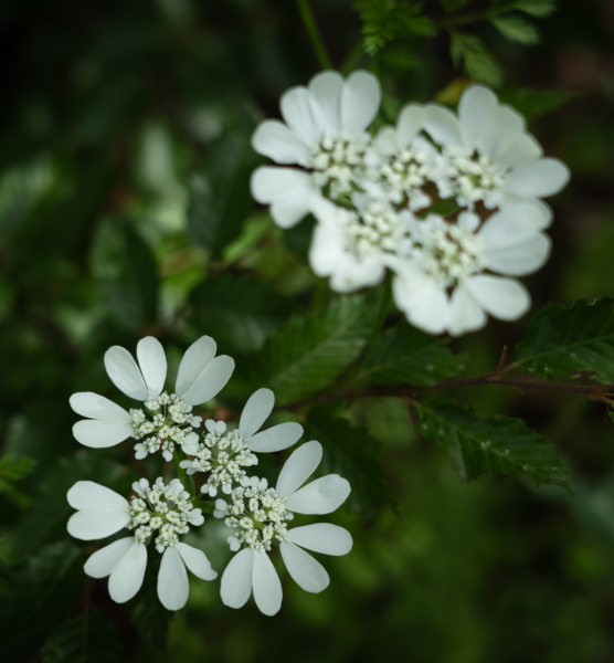 Fleur d'orlaya, Grèce au printemps