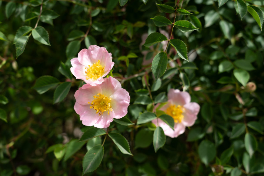 Fleurs de rosiers de chiens, Zagoria au printemps