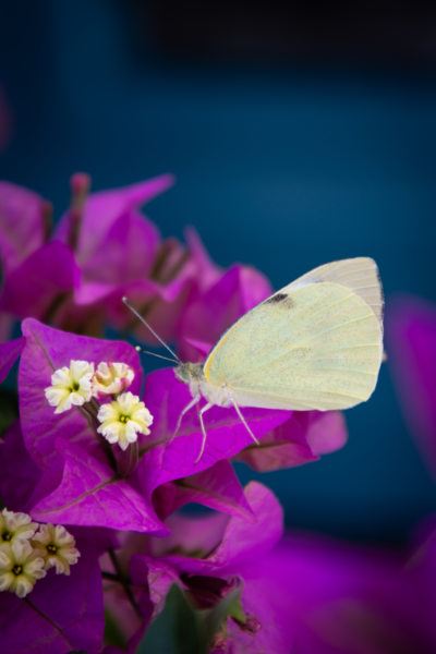 Papillon sur bougainvillier