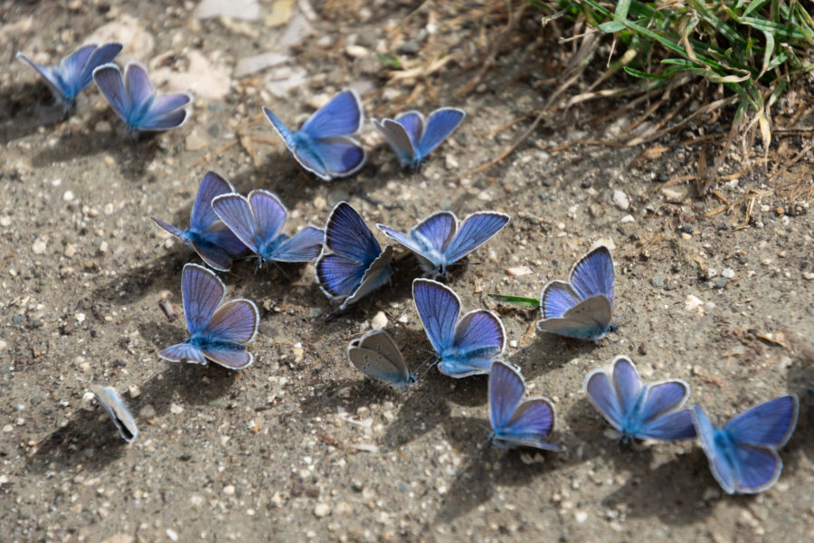 Petits papillons bleus