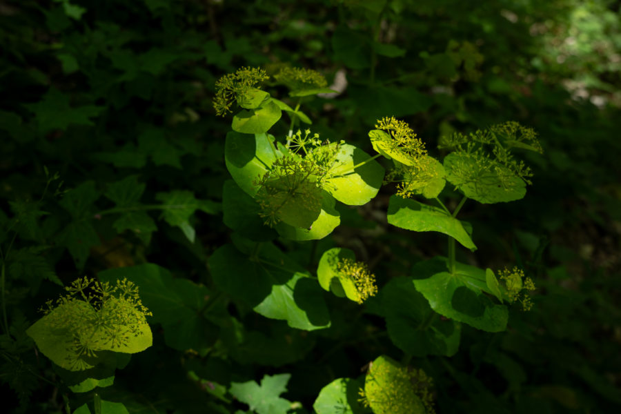 Plante maceron dans la forêt en Grèce