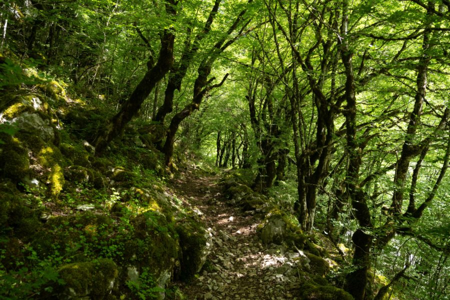 Randonnée en forêt entre Monodendri et Vikos