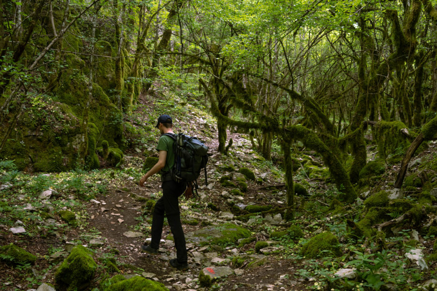 Randonnée dans la forêt entre Vitsa et Monodendri