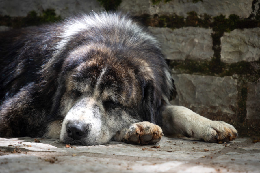 Chien qui fait la sieste